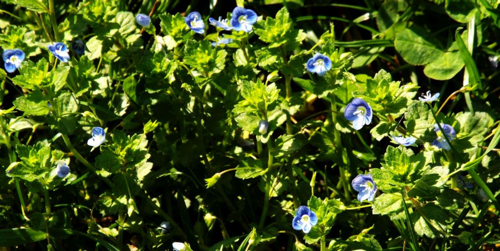 Veronica persica (Lamiales - Plantaginaceae)